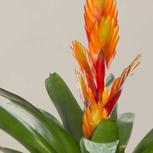 the sill bromeliad vrisea intenso orange small gallery 01 312269dd f10c 4511 80a0 ab37a29c5146