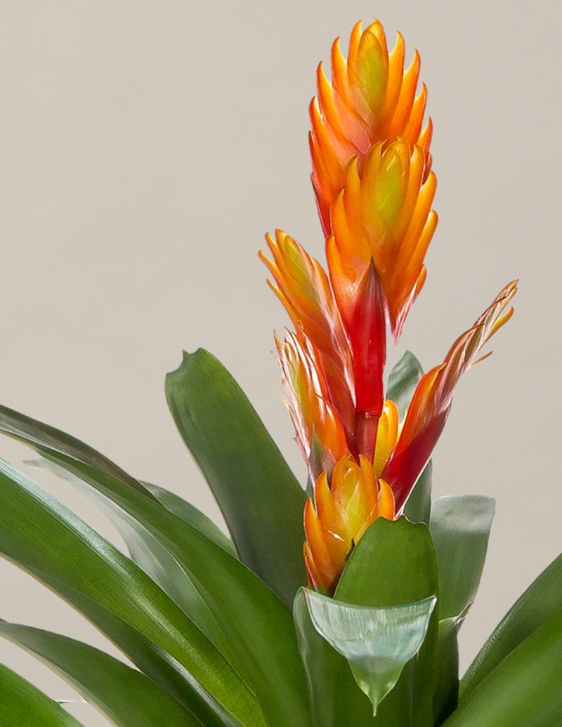 the sill bromeliad vrisea intenso orange small gallery 01 312269dd f10c 4511 80a0 ab37a29c5146