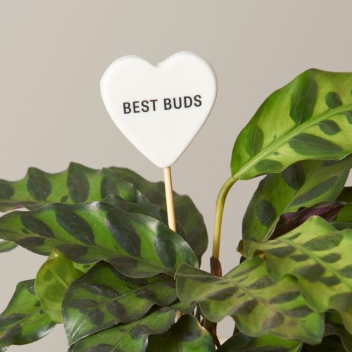 the sill ceramic message pops variant best buds