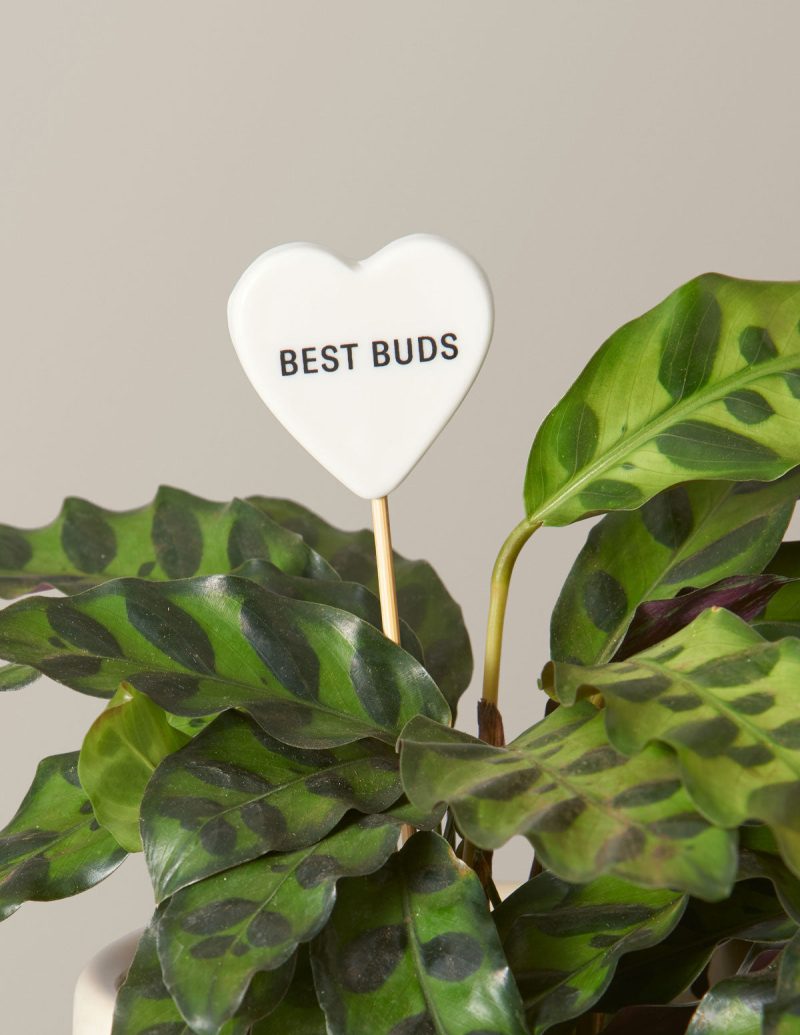 the sill ceramic message pops variant best buds