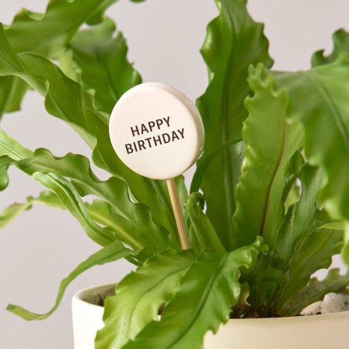 the sill ceramic message pops variant happy birthday