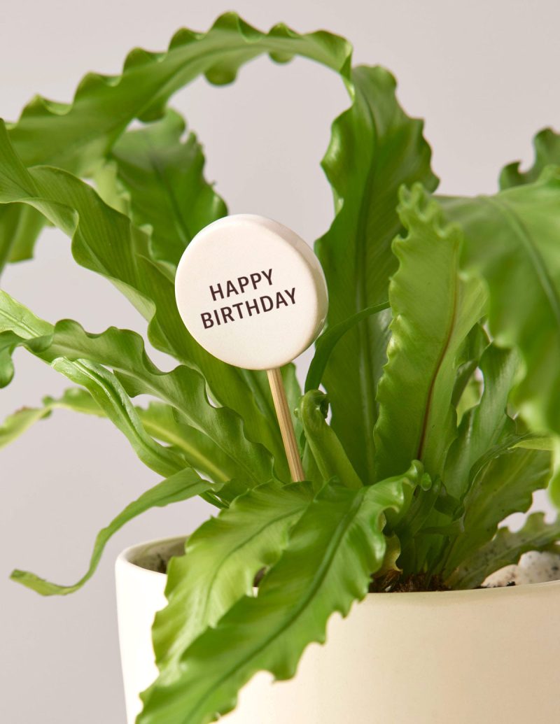 the sill ceramic message pops variant happy birthday