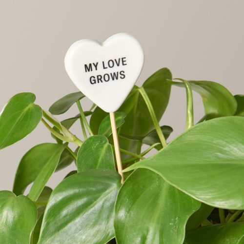 the sill ceramic message pops variant my love grows