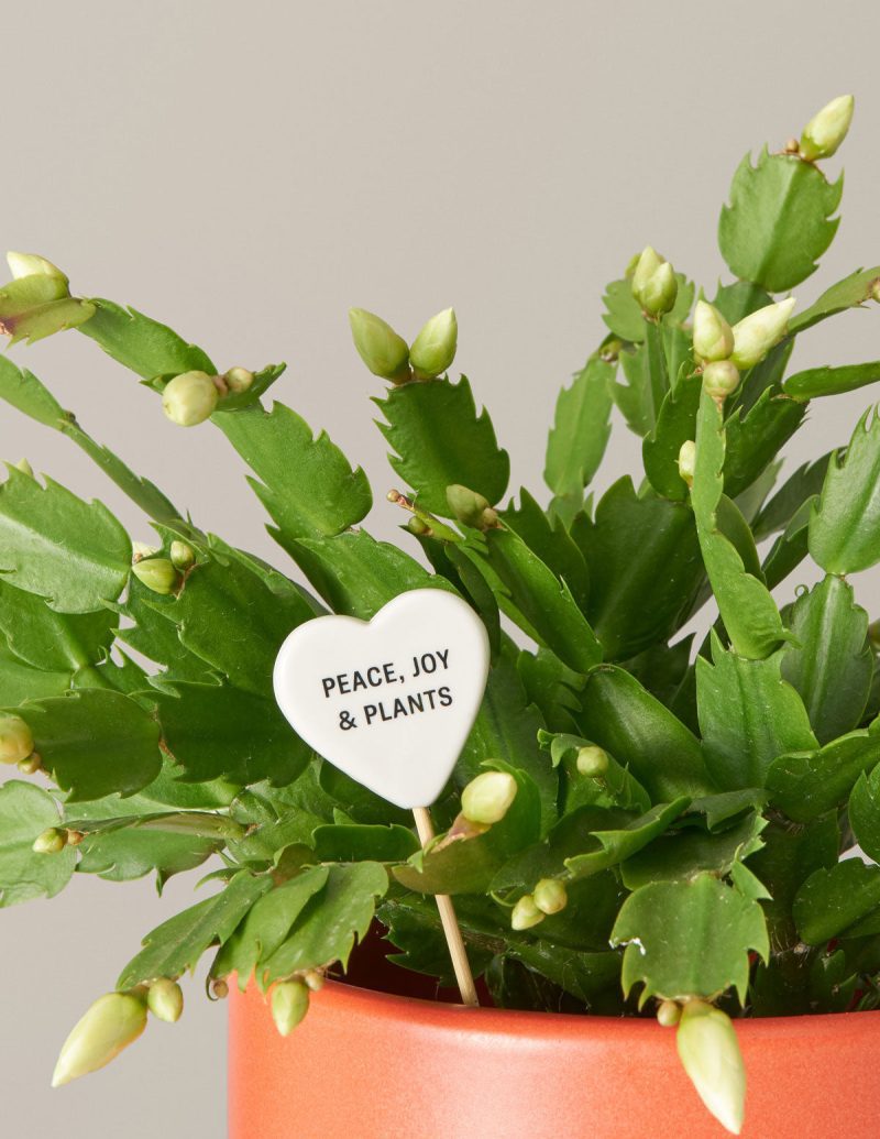 the sill ceramic message pops variant peace joy plants