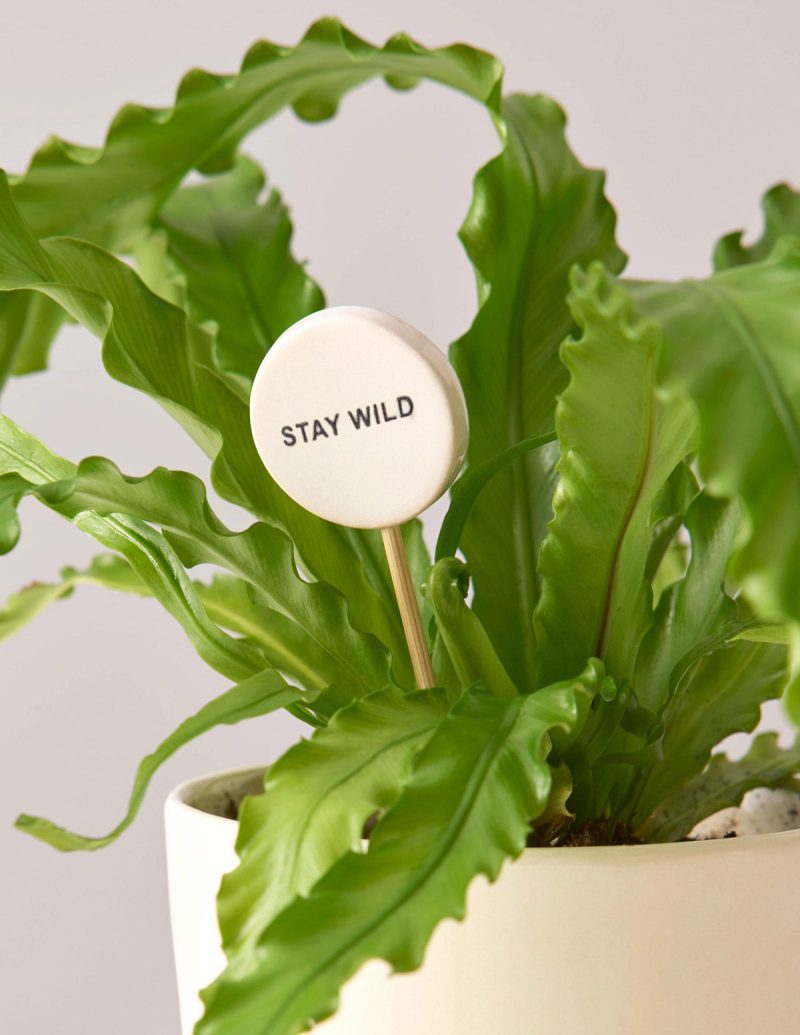 the sill ceramic message pops variant stay wild