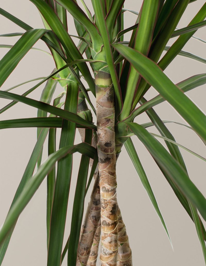 the sill dracaena marginata open weave gallery 01 1