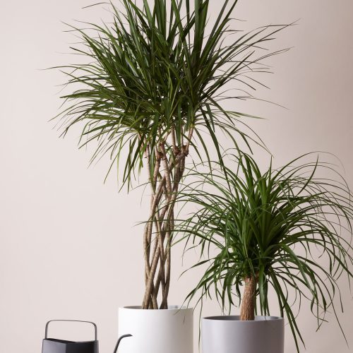 the sill dracaena open weave gallery 01