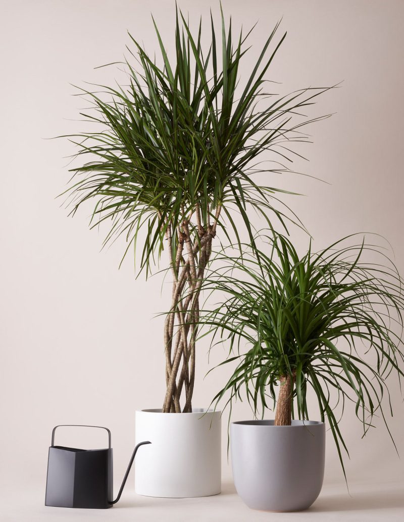 the sill dracaena open weave gallery 01