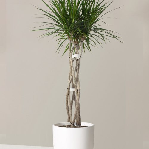 the sill dracaena open weave large grant white variant