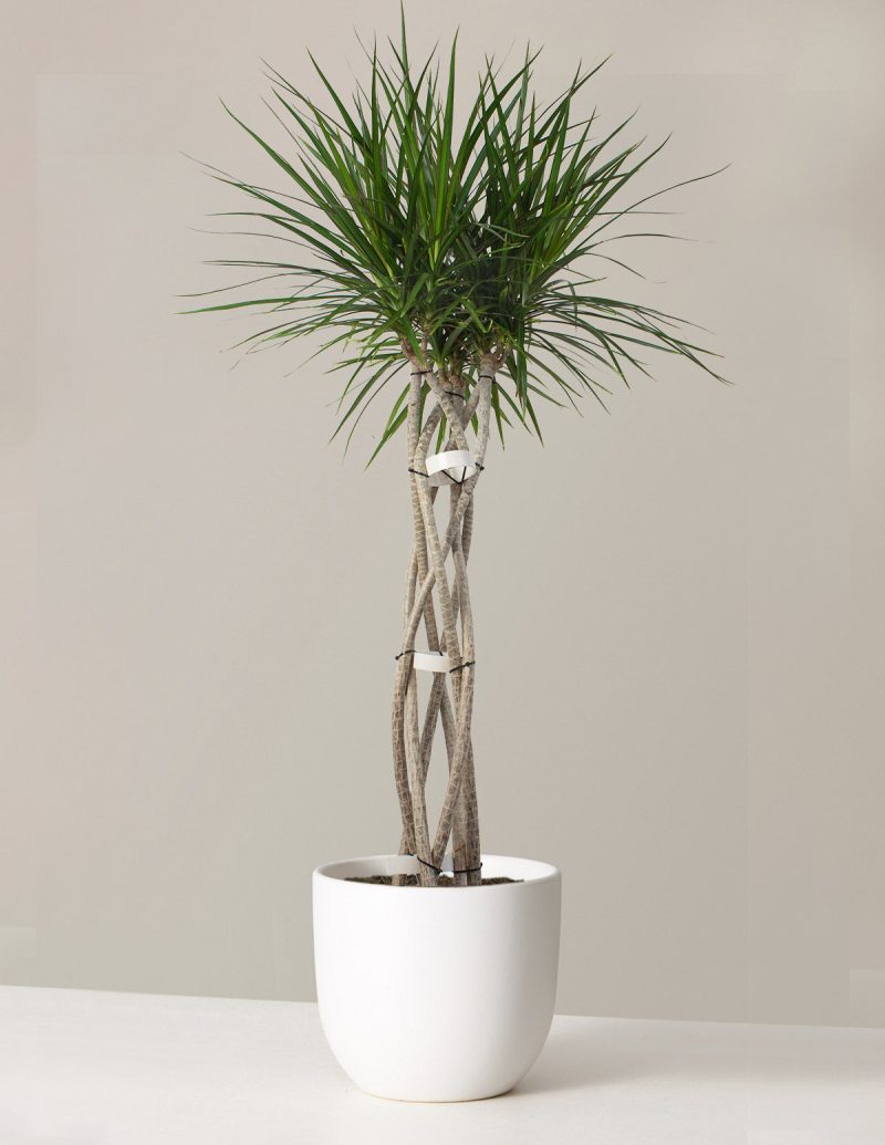 the sill dracaena open weave large grant white variant