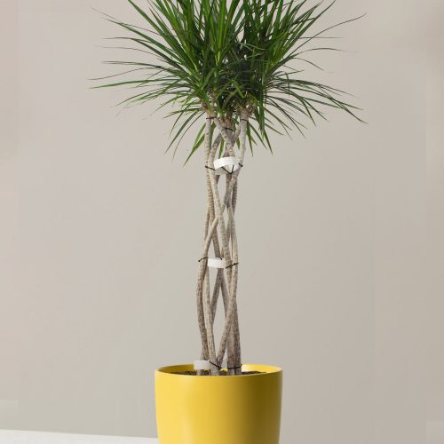 the sill dracaena open weave large grant yellow variant