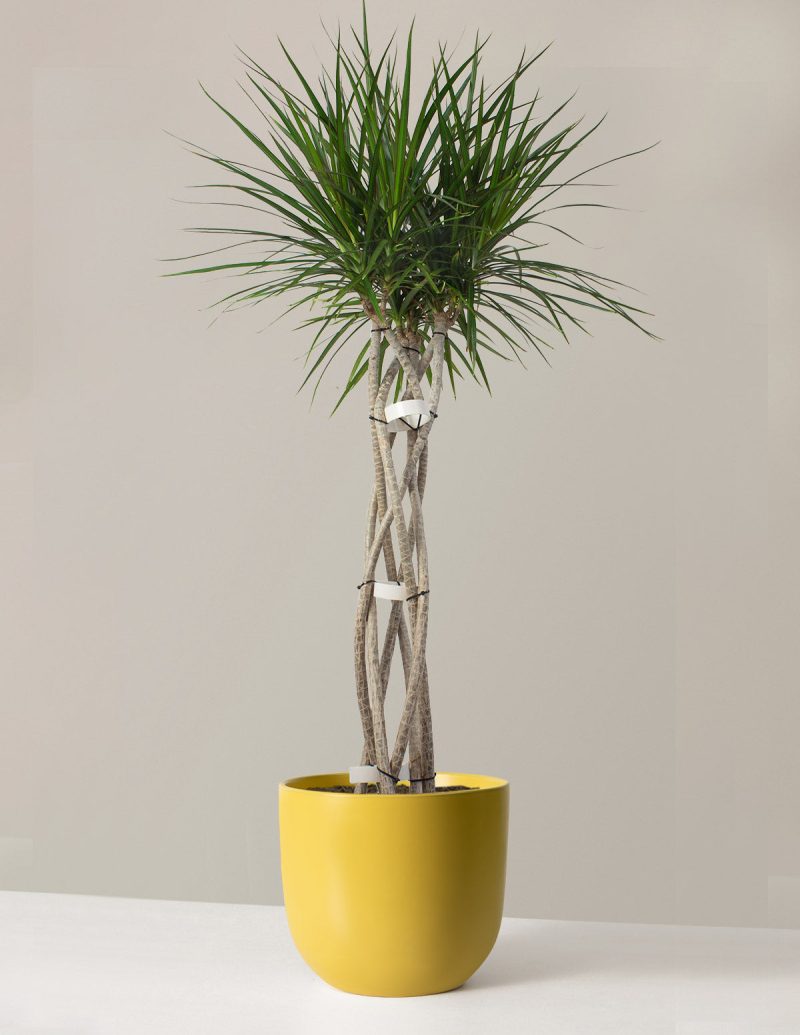 the sill dracaena open weave large grant yellow variant