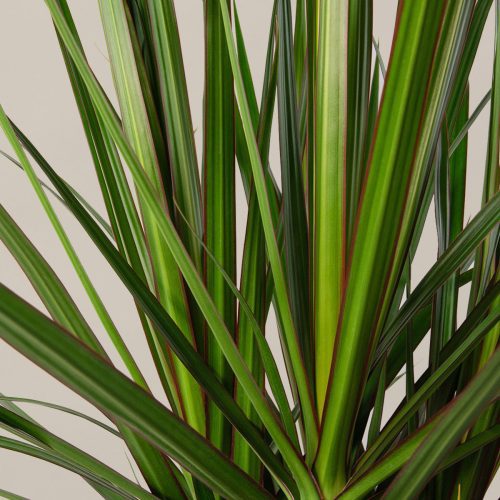 the sill dracaena gallery all