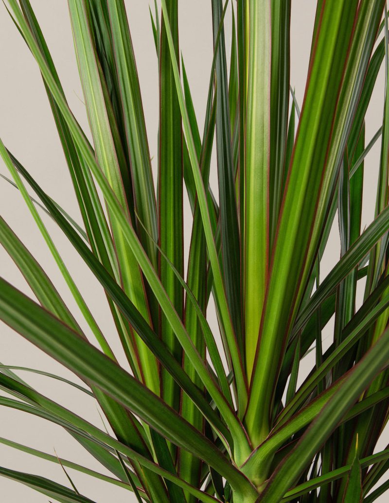 the sill dracaena gallery all