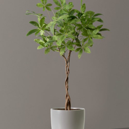 the sill faux braided monkey tree large grant gray