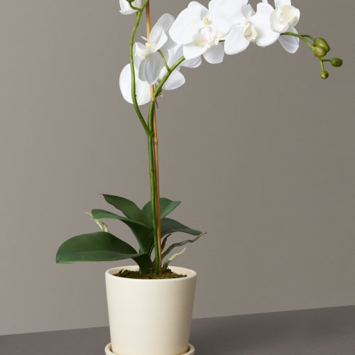 the sill faux orchid variant small bryant cream