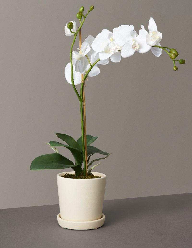 the sill faux orchid variant small bryant cream