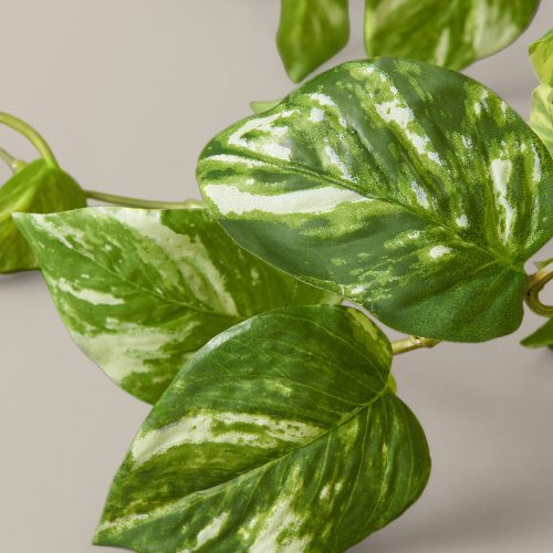 the sill faux pothos gallery 2