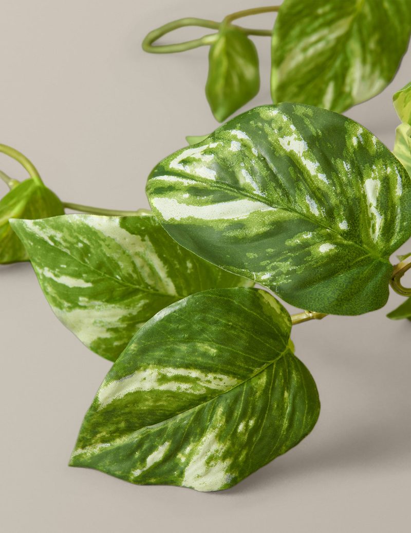 the sill faux pothos gallery 2