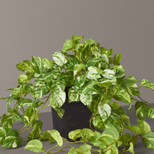 the sill faux pothos variant medium grow pot none