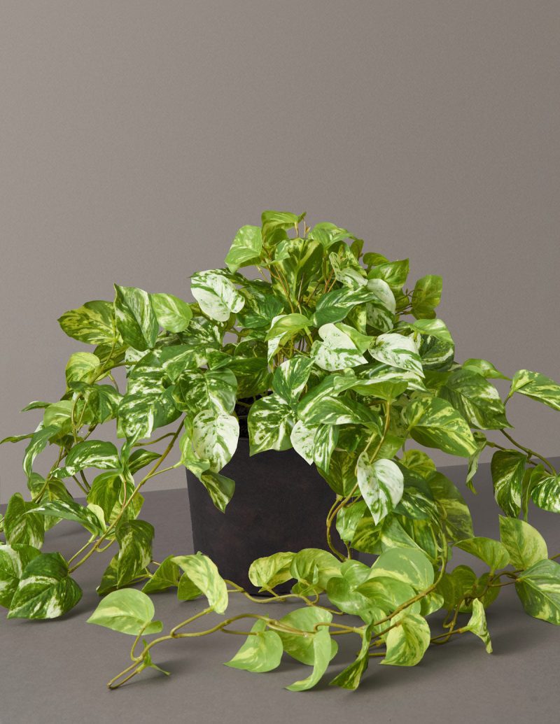 the sill faux pothos variant medium grow pot none