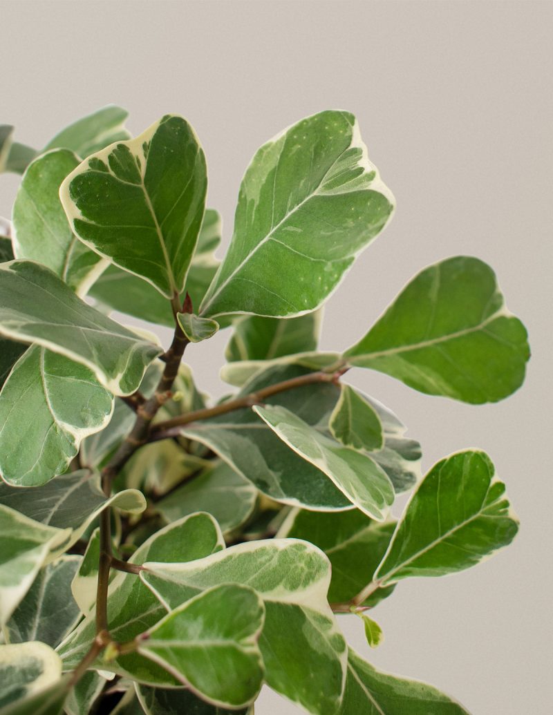 the sill ficus triangularis medium gallery