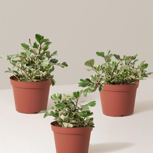 the sill ficus triangularis trio variant