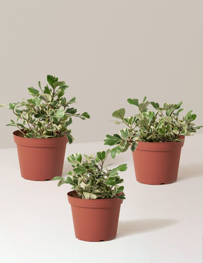 the sill ficus triangularis trio variant