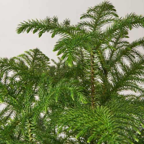 the sill large norfolk island pine gallery all 03 3dd0d3f7 df4c 4359 a496 98097fc89894