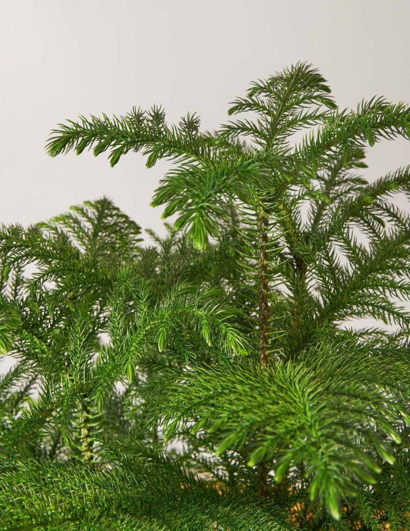 the sill large norfolk island pine gallery all 03 3dd0d3f7 df4c 4359 a496 98097fc89894