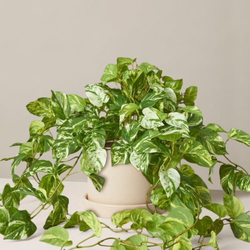 the sill medium faux pothos medium hyde cream Variant