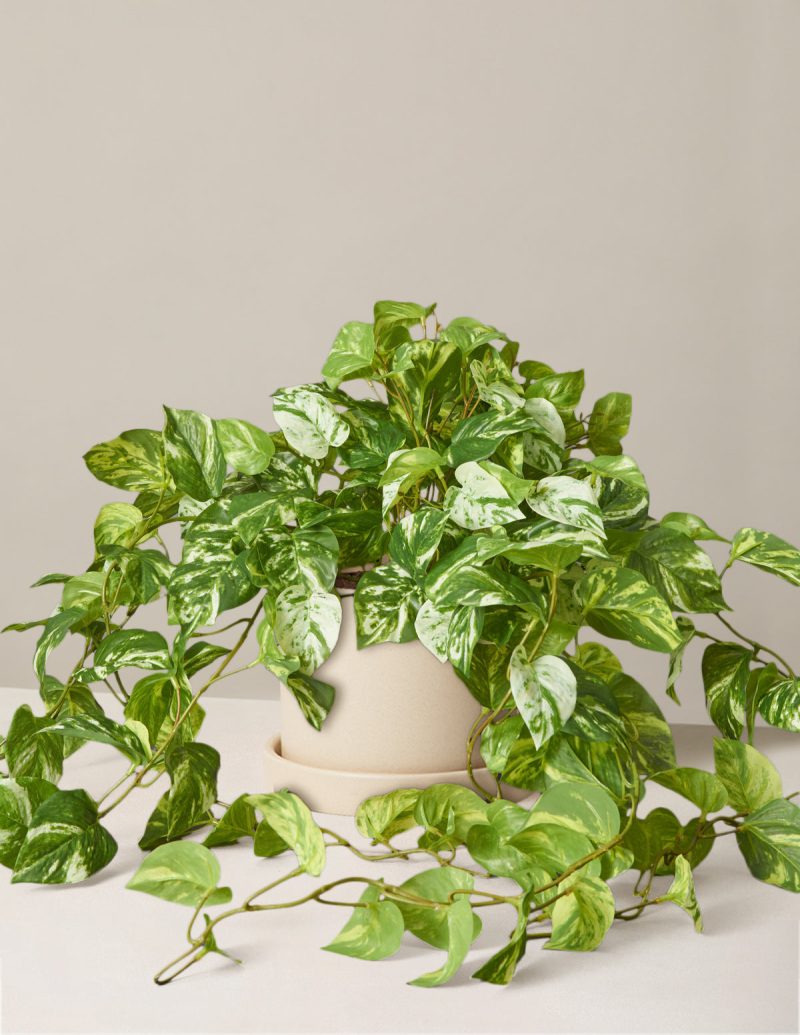 the sill medium faux pothos medium hyde cream Variant