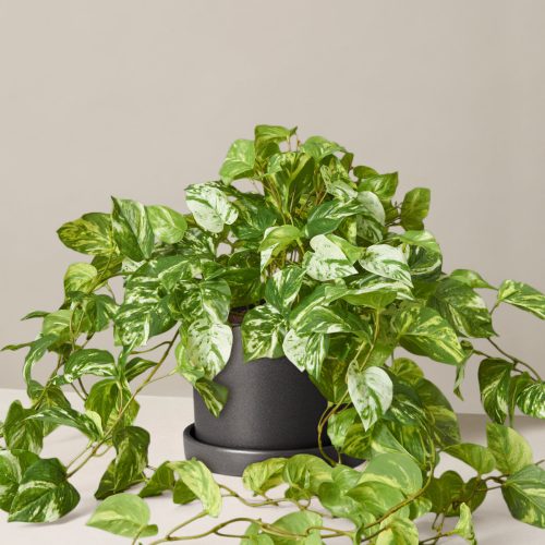 the sill medium faux pothos medium hyde black Variant