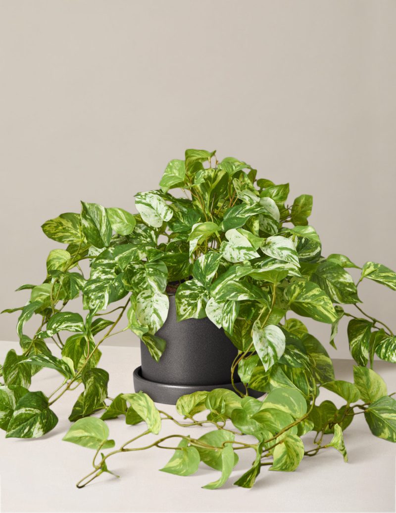 the sill medium faux pothos medium hyde black Variant