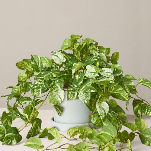 the sill medium faux pothos medium hyde mint Variant