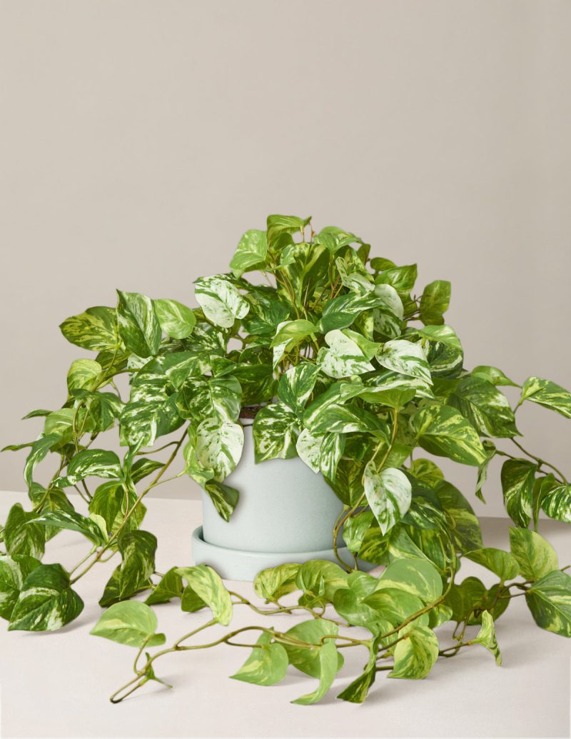 the sill medium faux pothos medium hyde mint Variant