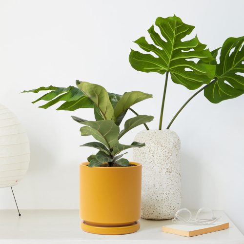 the sill medium fiddle leaf fig Momma Pots Mustard Variant 327663b8 a731 4d9f 887e 9e3202633681