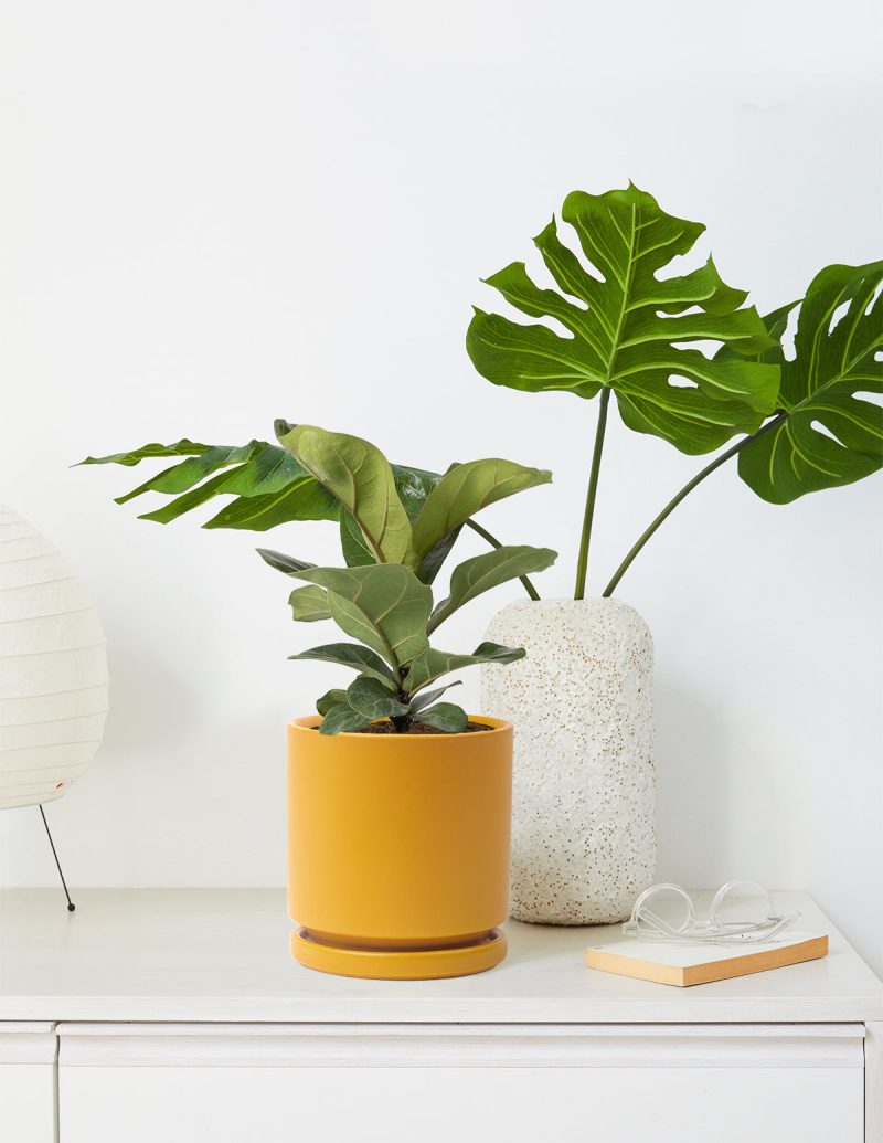 the sill medium fiddle leaf fig Momma Pots Mustard Variant 327663b8 a731 4d9f 887e 9e3202633681