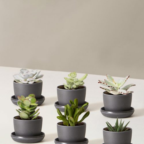 the sill mini succulent six mini upcycled black Variant