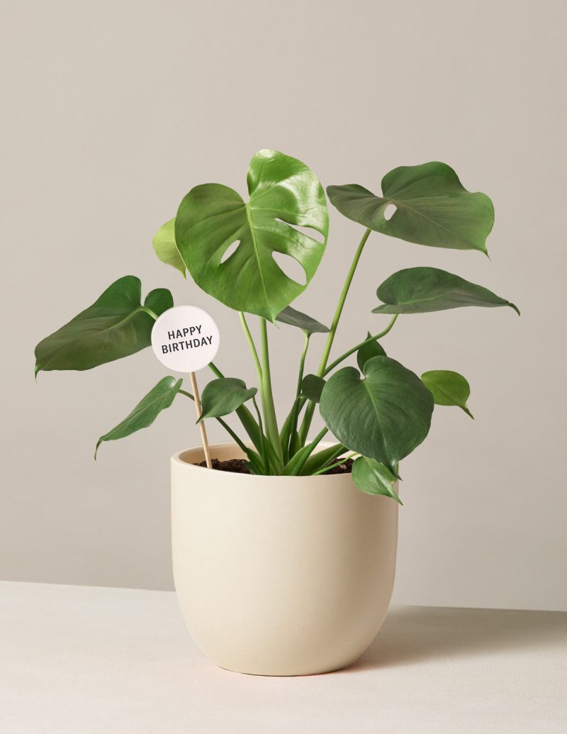 the sill monstera variant medium grant cream 1 1