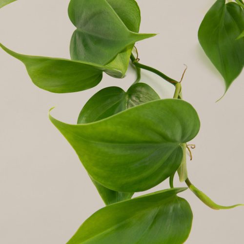 the sill philodendron green gallery small all