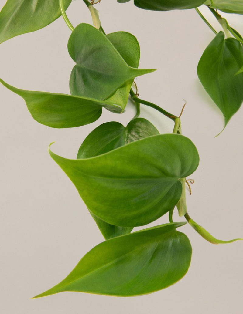 the sill philodendron green gallery small all