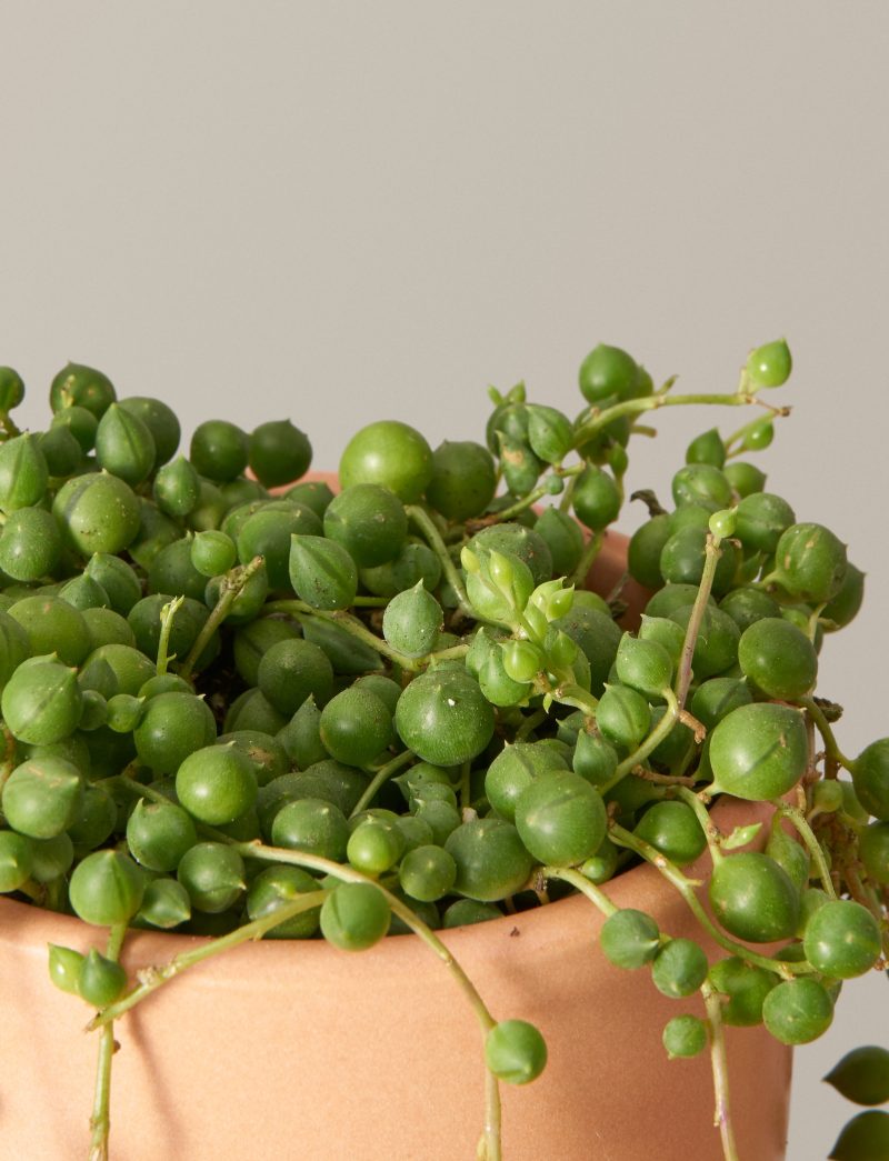 the sill senecio string of