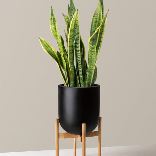 the sill snake plant laurentii large pallas stand black variant e888a472 6e1f 4596 b4a8 7abb73e1e6d5