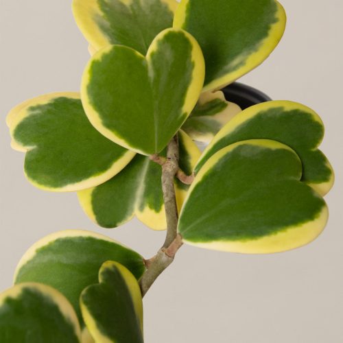 the sill variegated hoya heart gallery 01