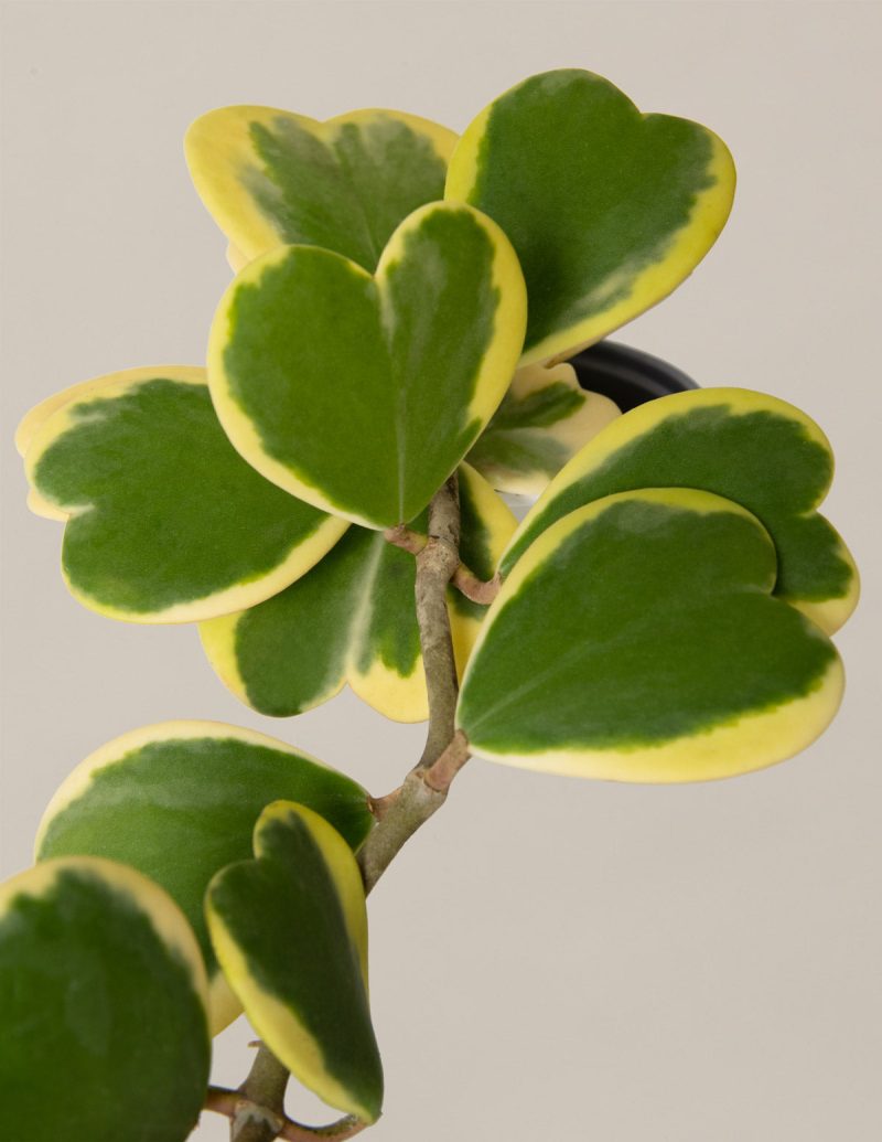 the sill variegated hoya heart gallery 01