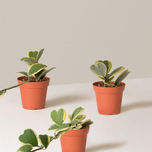 the sill variegated hoya heart trio variant