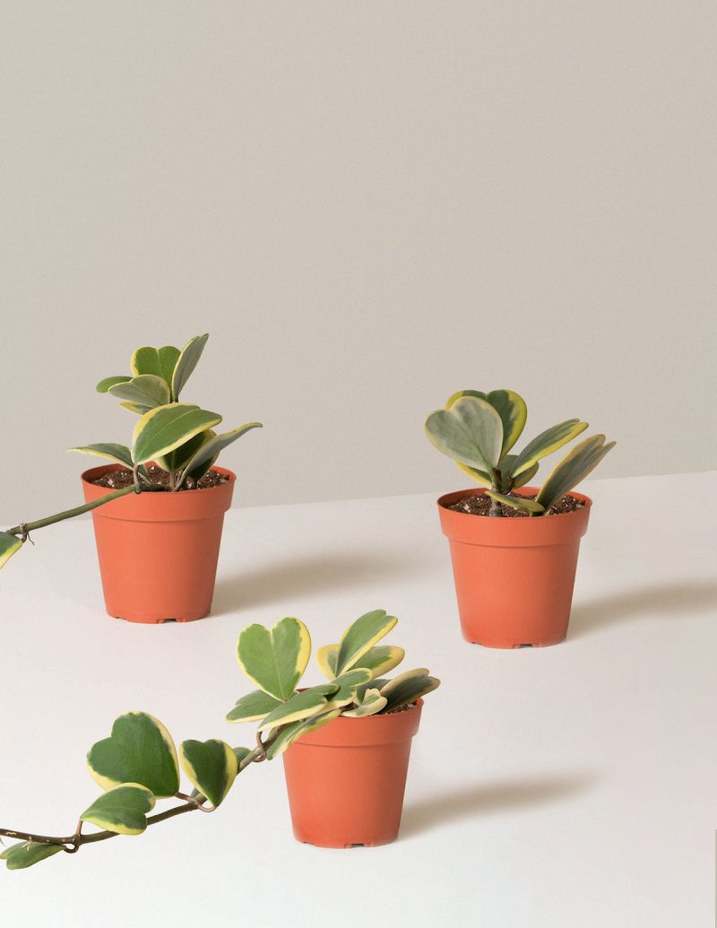 the sill variegated hoya heart trio variant