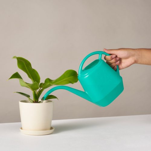 the sill watering can gallery all 01