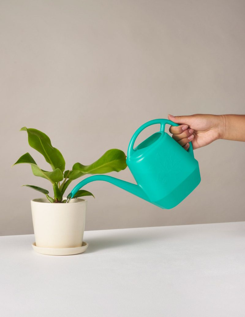 the sill watering can gallery all 01